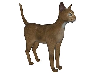 精品动物模型-猫 (7)